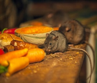 Mice in Food Preparation Area