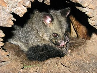 Possums Removal Melbourne Possums Removal Melbourne