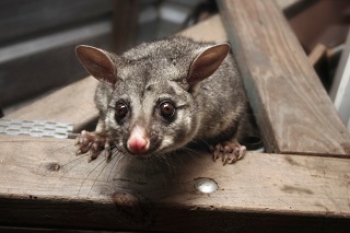 Possum on a roof