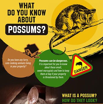 Know About Possums
