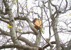 possum nest box on tree