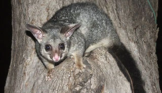 Possums Control Melbourne Possums Control in Melbourne