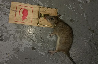 Rat on a trap