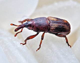 Rice Weevil Beetle