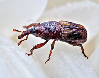 Rice Weevil