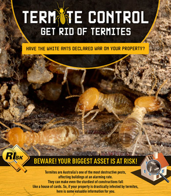 Termite Control - Get Rid of Termites