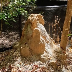 termite nests tree