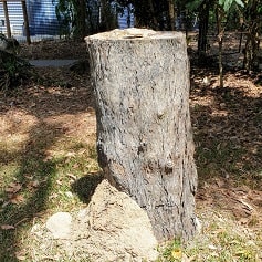 Direct Nest Destruction