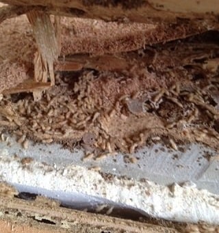 Termite Protection