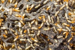 Termites on Damaged Wood