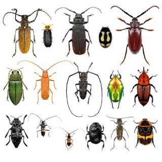 Types of beetles