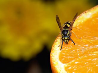 Wasps Removal Melbourne