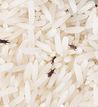 Weevil Destroy Rice