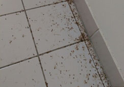 Winged Termites on Floor