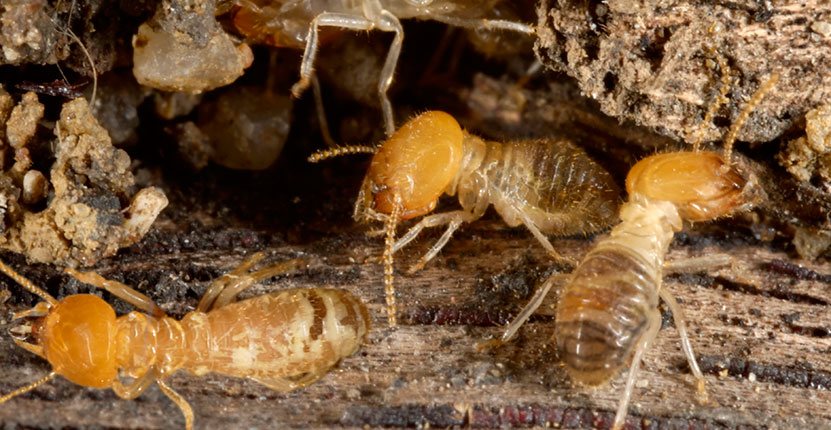 10 Tips to Make Your Home Termite Proof