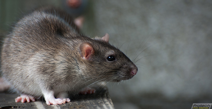 Have a Rat Problem? Watch Out For These Fatal Diseases