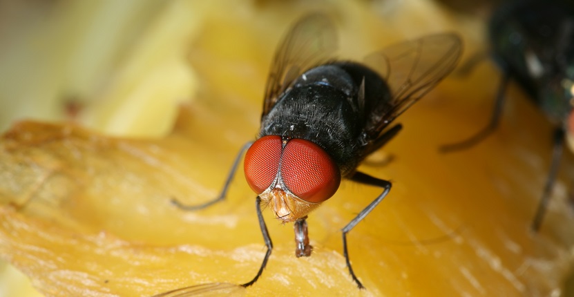 What Illnesses & Diseases do House Flies Spread?