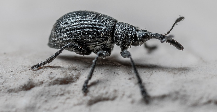 How to Remove Weevils from Your Bedroom?