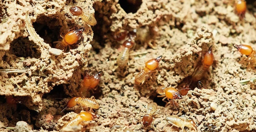 Everything You Need to Know About Termite Bait Stations