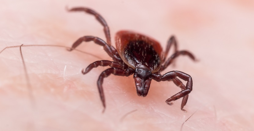 An Ultimate Guide for Tick Infestations