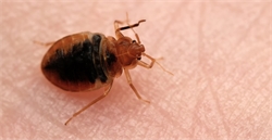 Top Advice You Should be Reading to Rid Your Home of Bed Bugs