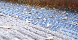 How We Can Help Protect Your Property from Flying Termites!