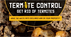 Termite Infographic