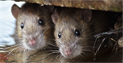 Why Finding a Rat in Your Home Is More Dangerous Than You Think?