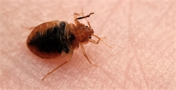 How to Differentiate Between Fleas and Bed Bugs? Find Out
