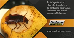Roaches and Their Reach as Disease Carriers