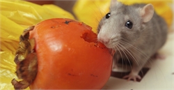 Prevention & Control Measures for a Rodent-free Restaurant