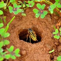 Safe Wasp Nest Removal in Melbourne | Protech Pest Control