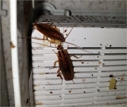 How to Get Rid of Cockroaches | Protech Pest Control Melbourne