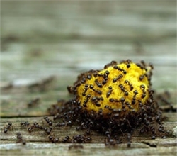 How to Spot, Prevent and Get Rid of Ants | Protech Pest Control