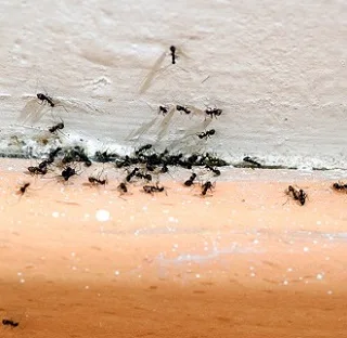 Ants — Protech Pest Library guide