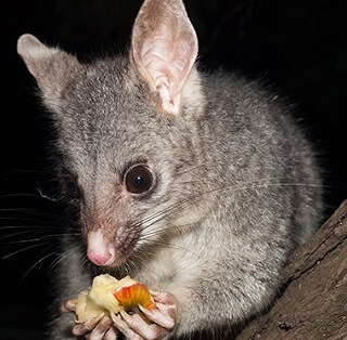 Australian Bush Tailed Possum