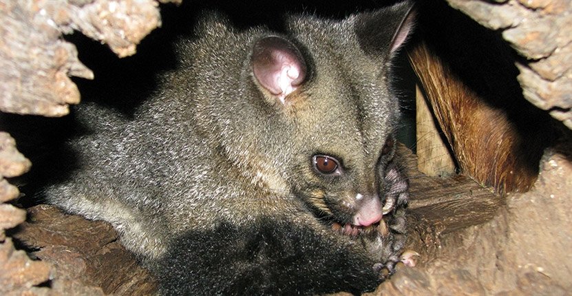 Possum