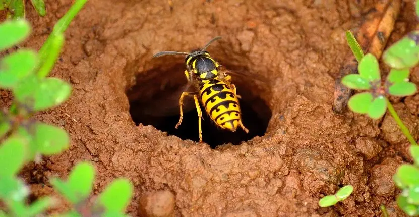 Wasp Nest