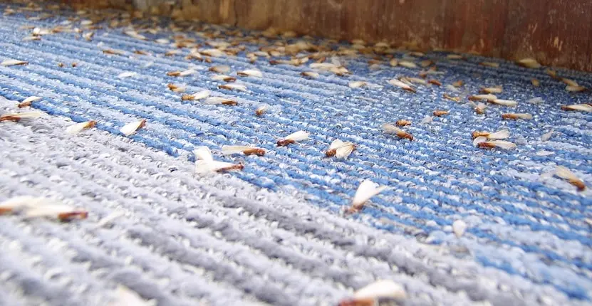 Flying Termites