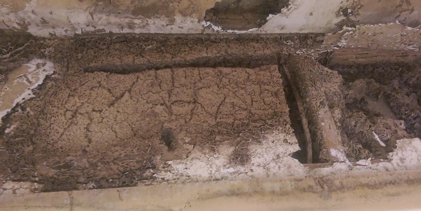 Termite Bait Stations Versus Liquid Soil Treatments – Which One Should You Go for?