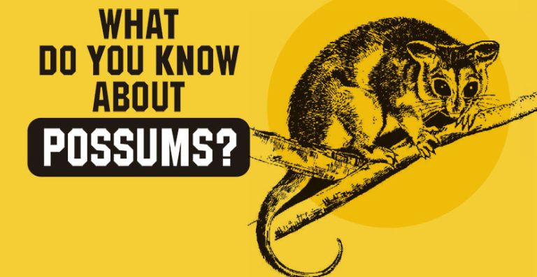 What do you know about possums?