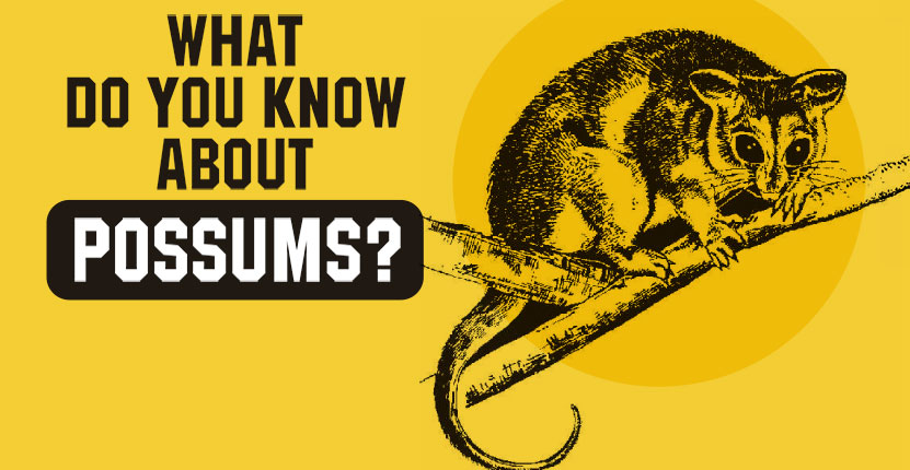 What do you know about possums?