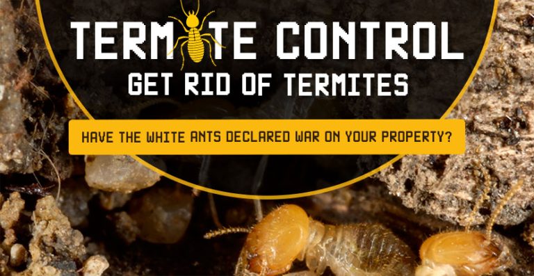 Termite Infographic