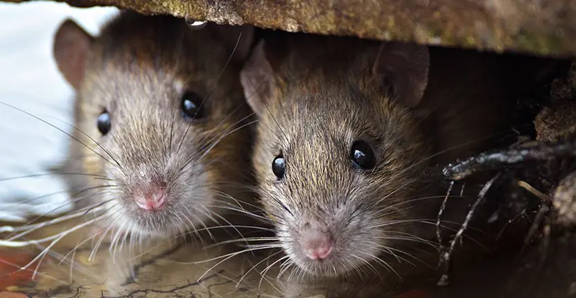 rat control melbourne