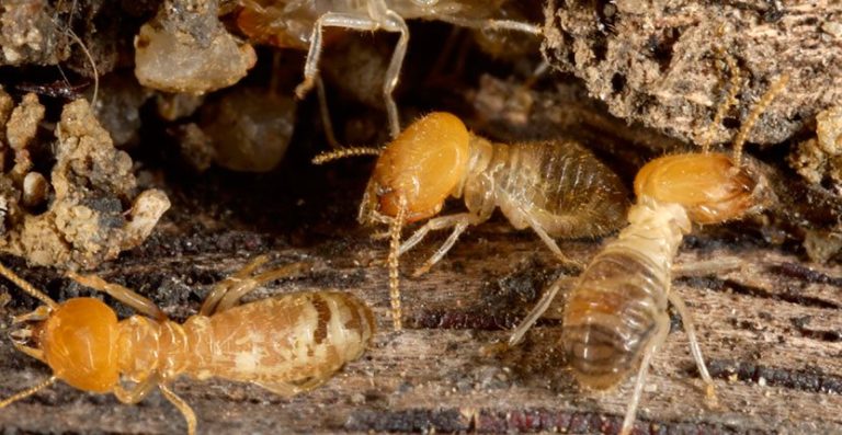 Termite Control