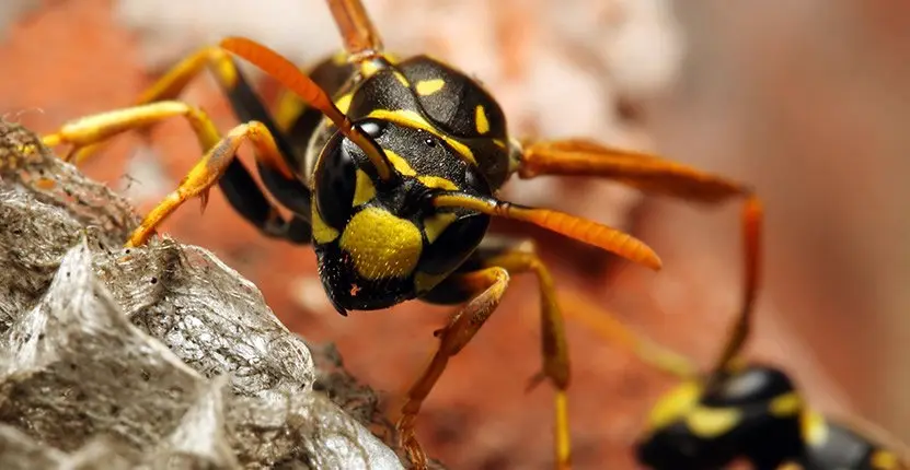 wasp control