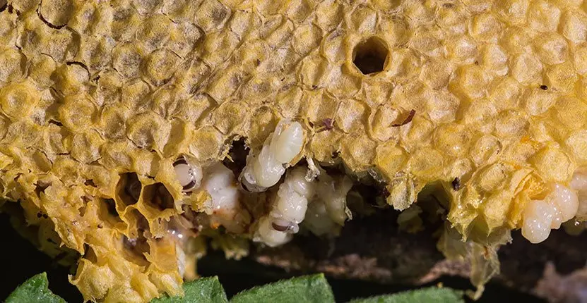Swarm of bees