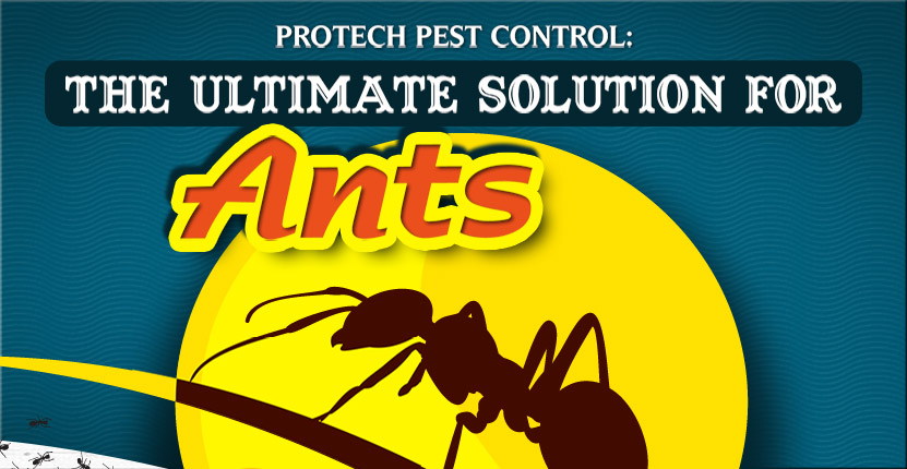Ants Infographic