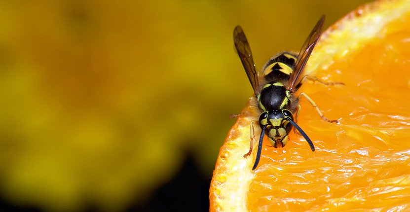 Wasp removal Melbourne