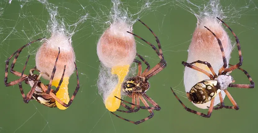 Spider control